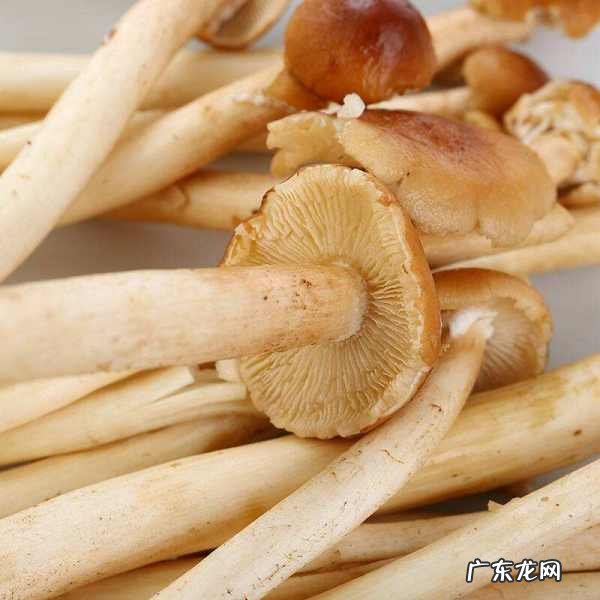 吃茶树菇有什么好处,秋冬季节是阳气生发阴气收敛的季节