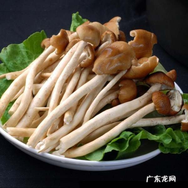 吃茶树菇有什么好处,秋冬季节是阳气生发阴气收敛的季节