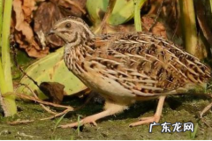 鹌鹑肉能吃吗,吃鹌鹑肉违法