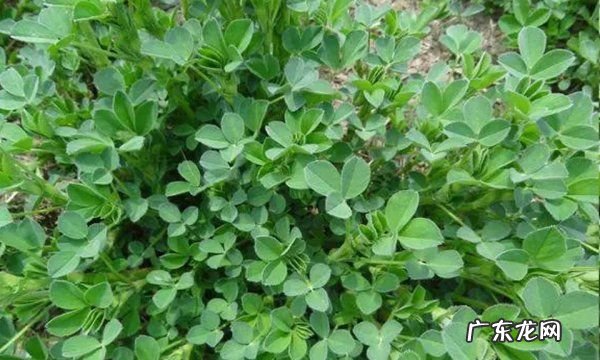 苜蓿草可以喂马吗?,赛马比赛前应该喂马什么