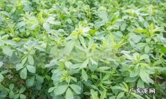 苜蓿草可以喂马吗？,赛马比赛前应该喂马什么