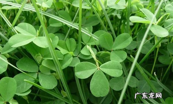苜蓿草可以喂马吗?,赛马比赛前应该喂马什么
