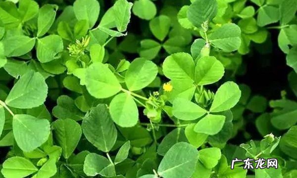 苜蓿草可以喂马吗?,赛马比赛前应该喂马什么