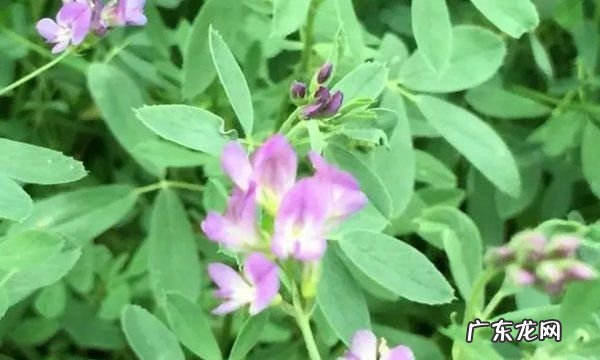 苜蓿草可以喂马吗?,赛马比赛前应该喂马什么