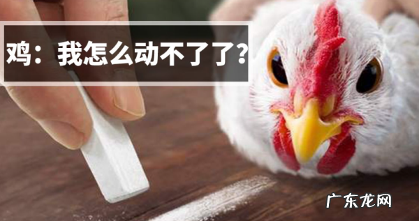 鸡前画线为什么不动,为什么鸡看到画直线会晕