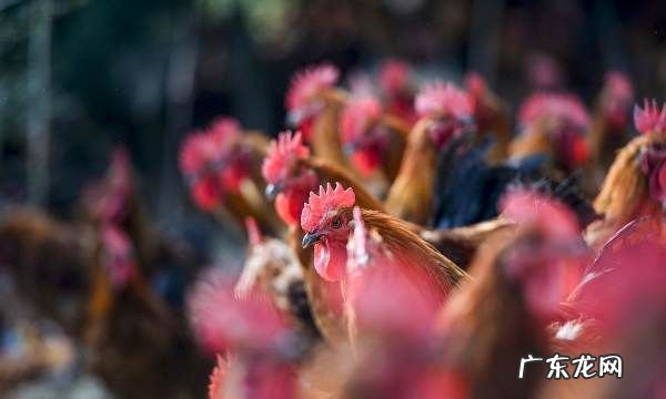 鸡前画线为什么不动,为什么鸡看到画直线会晕