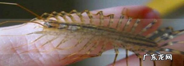 蚰蜒会在家里繁殖吗?,蚰蜒一个就有一窝么