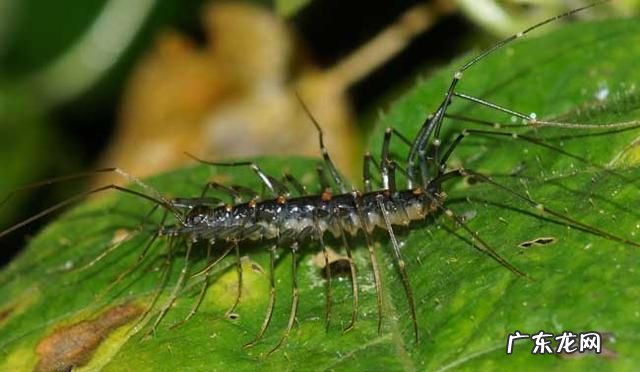 蚰蜒会在家里繁殖吗?,蚰蜒一个就有一窝么