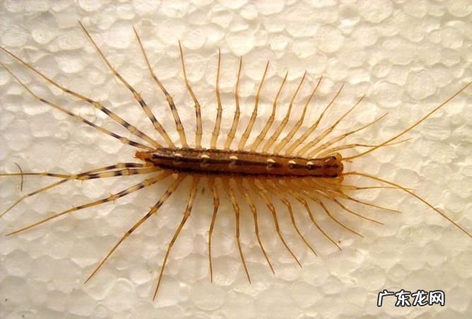 蚰蜒会在家里繁殖吗?,蚰蜒一个就有一窝么