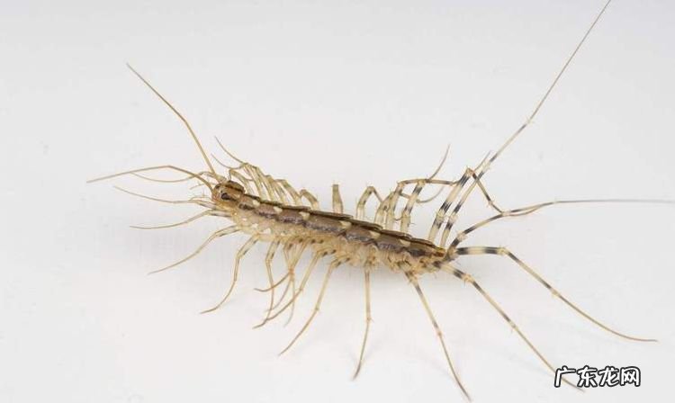 蚰蜒会在家里繁殖吗?,蚰蜒一个就有一窝么