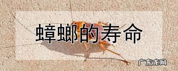蟑螂寿命多长,蟑螂的寿命有多长时间