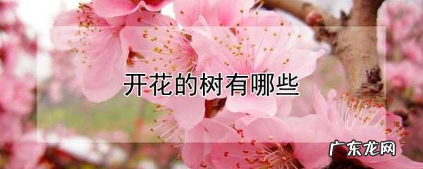 开花的树有哪些,春天开花的树有哪些