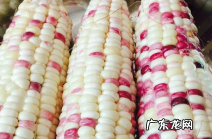 玉米蒸多久能蒸熟,生玉米要蒸多久才好吃