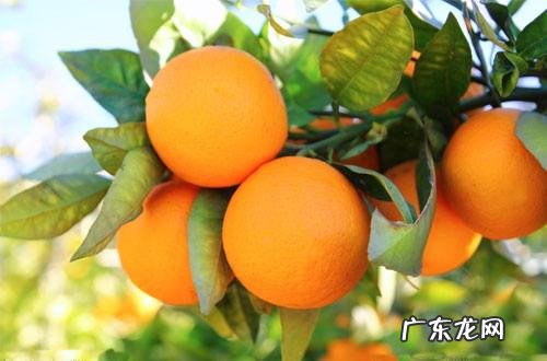 没有熟的脐橙可以吃,青色的脐橙要放多久能吃怎样快速使它成熟