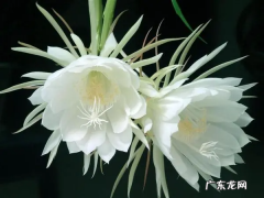 昙花一现的原因是什么,昙花一现是为什么&quot;昙花一现&quot;是什么意思