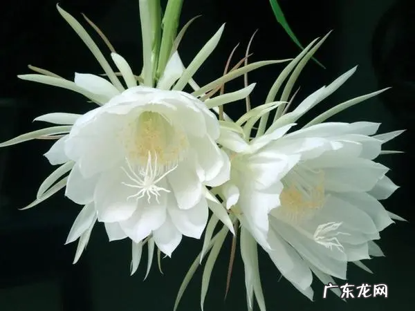 昙花一现的原因是什么,昙花一现是为什么"昙花一现"是什么意思