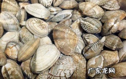 如何保存活的花蛤过夜,花蛤怎么放过夜放盐可以