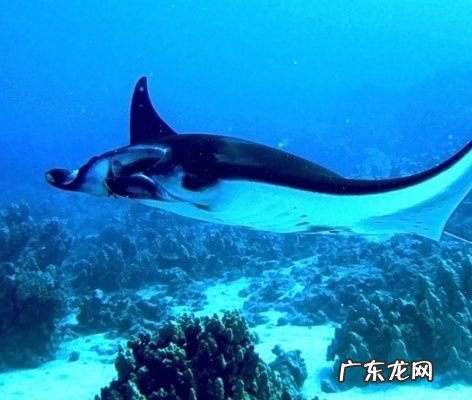 魔鬼鱼习性 你知道,蝠鲼生活在哪个海域
