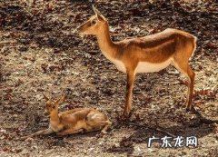 麋鹿是兽类动物,麋鹿是什么动物