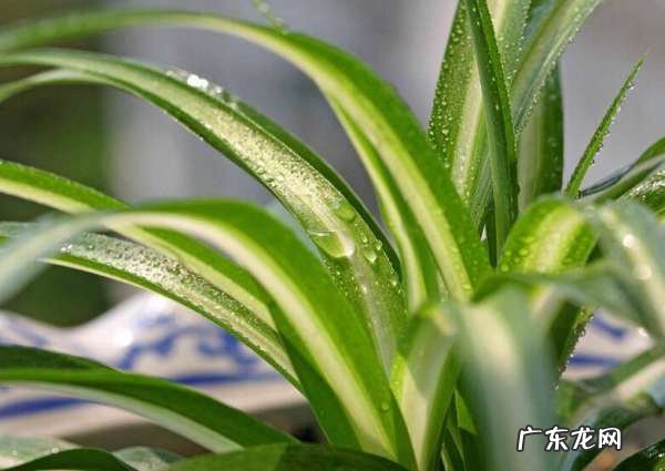 金心吊兰和金边吊兰的区别,金心吊兰和金边吊兰哪个好看