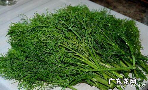 茴香怎么种植方法,茴香是种常见的调味蔬菜