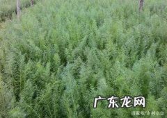 茴香怎么种植方法,茴香是种常见的调味蔬菜