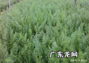 茴香怎么种植方法,茴香是种常见的调味蔬菜