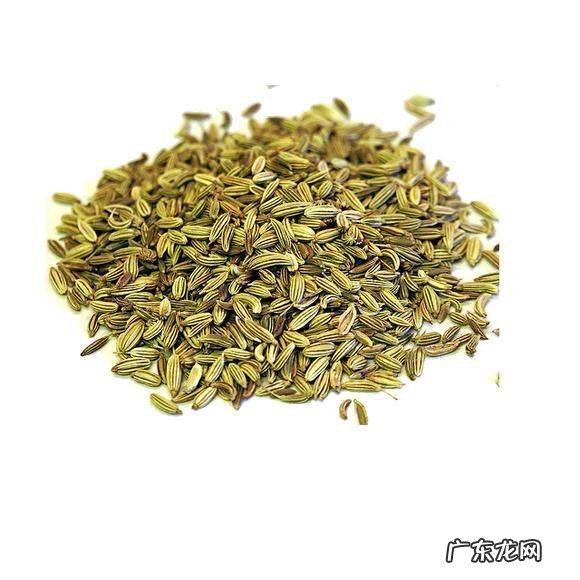 茴香怎么种植方法,茴香是种常见的调味蔬菜