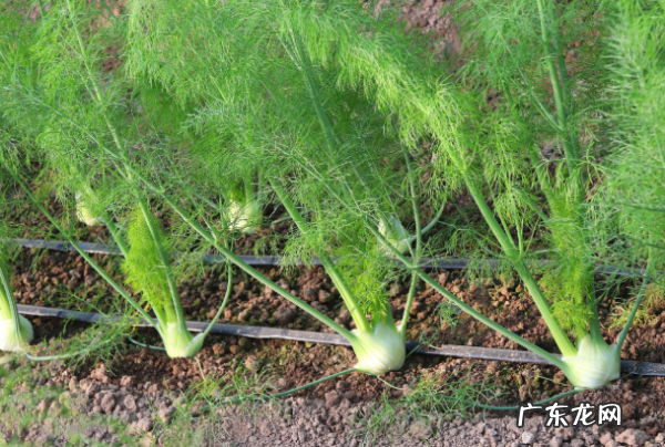 茴香怎么种植方法,茴香是种常见的调味蔬菜