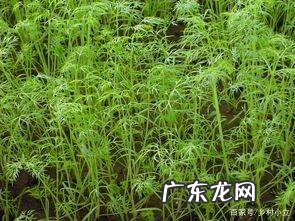茴香怎么种植方法,茴香是种常见的调味蔬菜