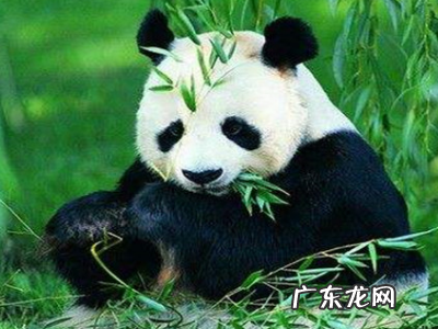 牙齿自修复是哪个动物,牙齿具有自我修复的动物