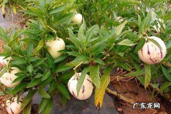 人参果要放冰箱保存,人参果怎么保存