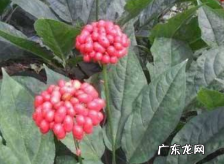 同百参是不是人参,同百参和白参有区别