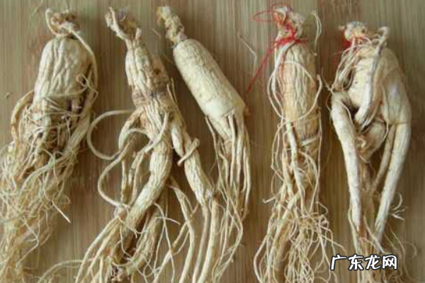 同百参是不是人参,同百参和白参有区别