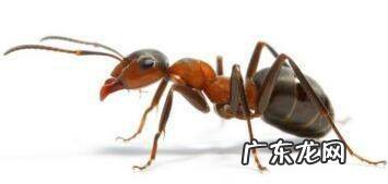 家里有小黄蚂蚁的原因,家里总是有小黄蚂蚁是怎么回事