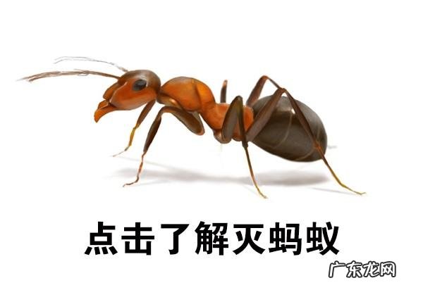 家里有小黄蚂蚁的原因,家里总是有小黄蚂蚁是怎么回事