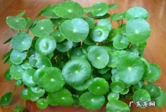 铜钱草水培方法,铜钱草水培小方法