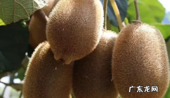 猕猴桃要放多久可以吃,成熟的猕猴桃能放多久