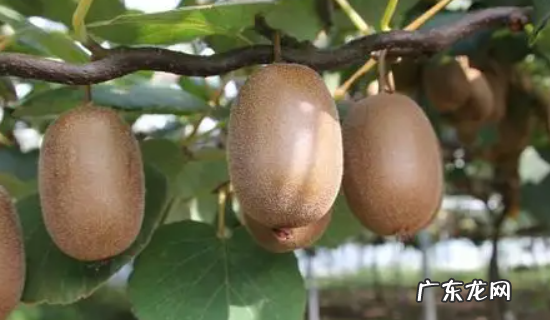 猕猴桃要放多久可以吃,成熟的猕猴桃能放多久