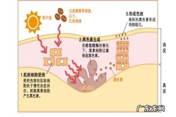 酪氨酸酶的食物有哪些,日常生活中哪些食物含钙