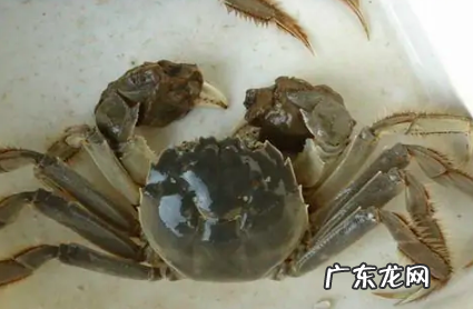螃蟹会被淹死么,螃蟹会被淹死不