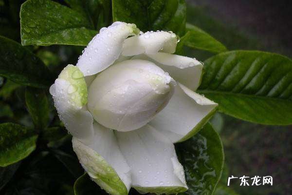 栀子花 浇多少水,栀子花一天浇多少水合适