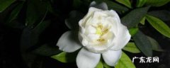 栀子花 浇多少水,栀子花一天浇多少水合适