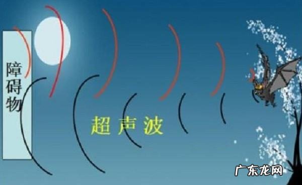 蝙蝠飞行靠的是什么,蝙蝠在夜间飞行是靠什么来探路的