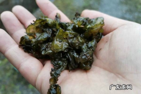 地皮菜有寄生虫,味道美味的雷公菌有哪些
