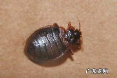 臭虫在水里泡多久才会死,臭大姐在水里多久会死亡