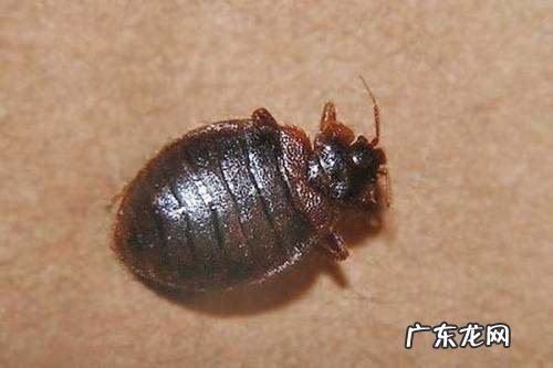 臭虫在水里泡多久才会死,臭大姐在水里多久会死亡