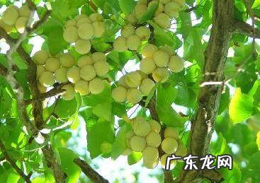 新鲜的银杏果能生吃,银杏果能不能生吃银杏果什么食用治什么病