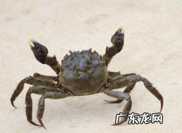 螃蟹流出来的黄东西是什么,螃蟹吐出黄色的液体是怎么回事