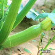 北瓜是什么瓜,北瓜是什么瓜 世界上被遗忘了一种瓜
